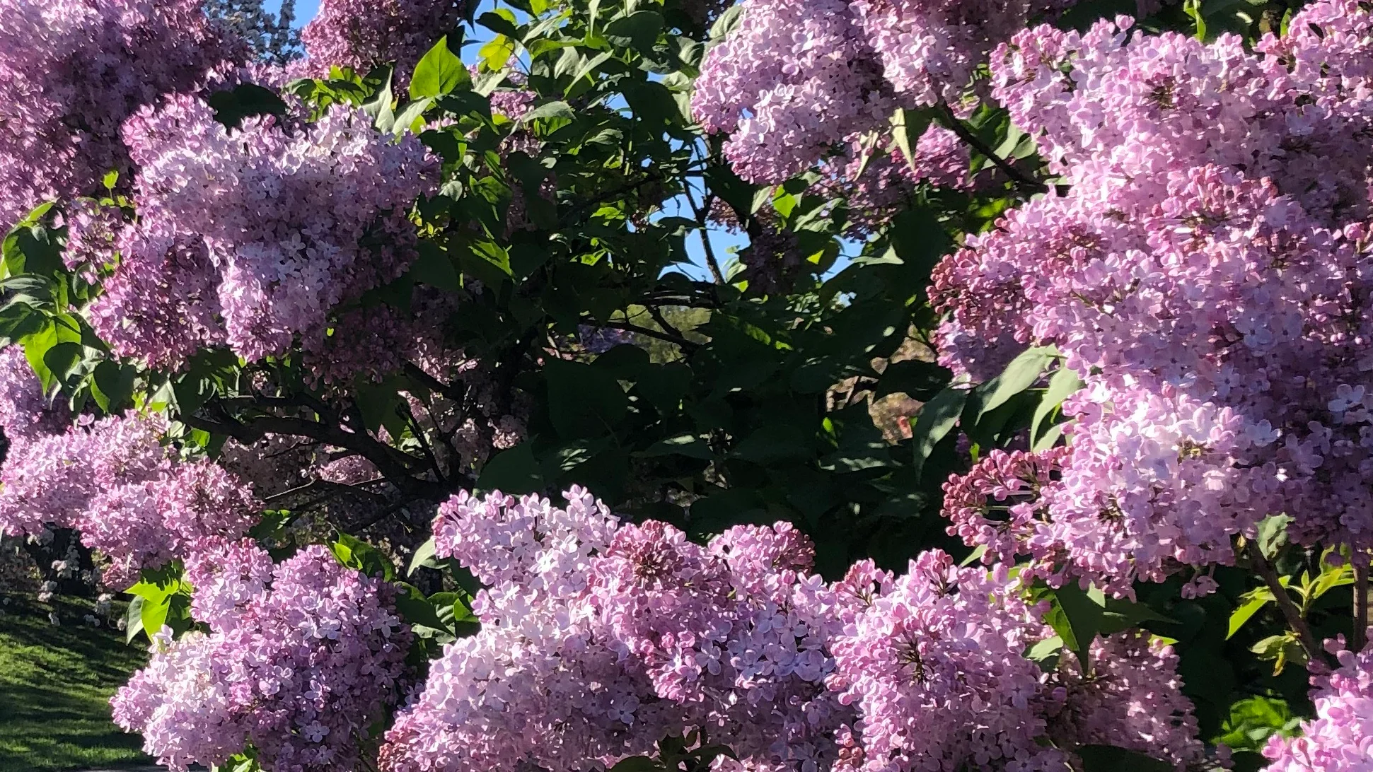 Timeless Blooms for Every Home