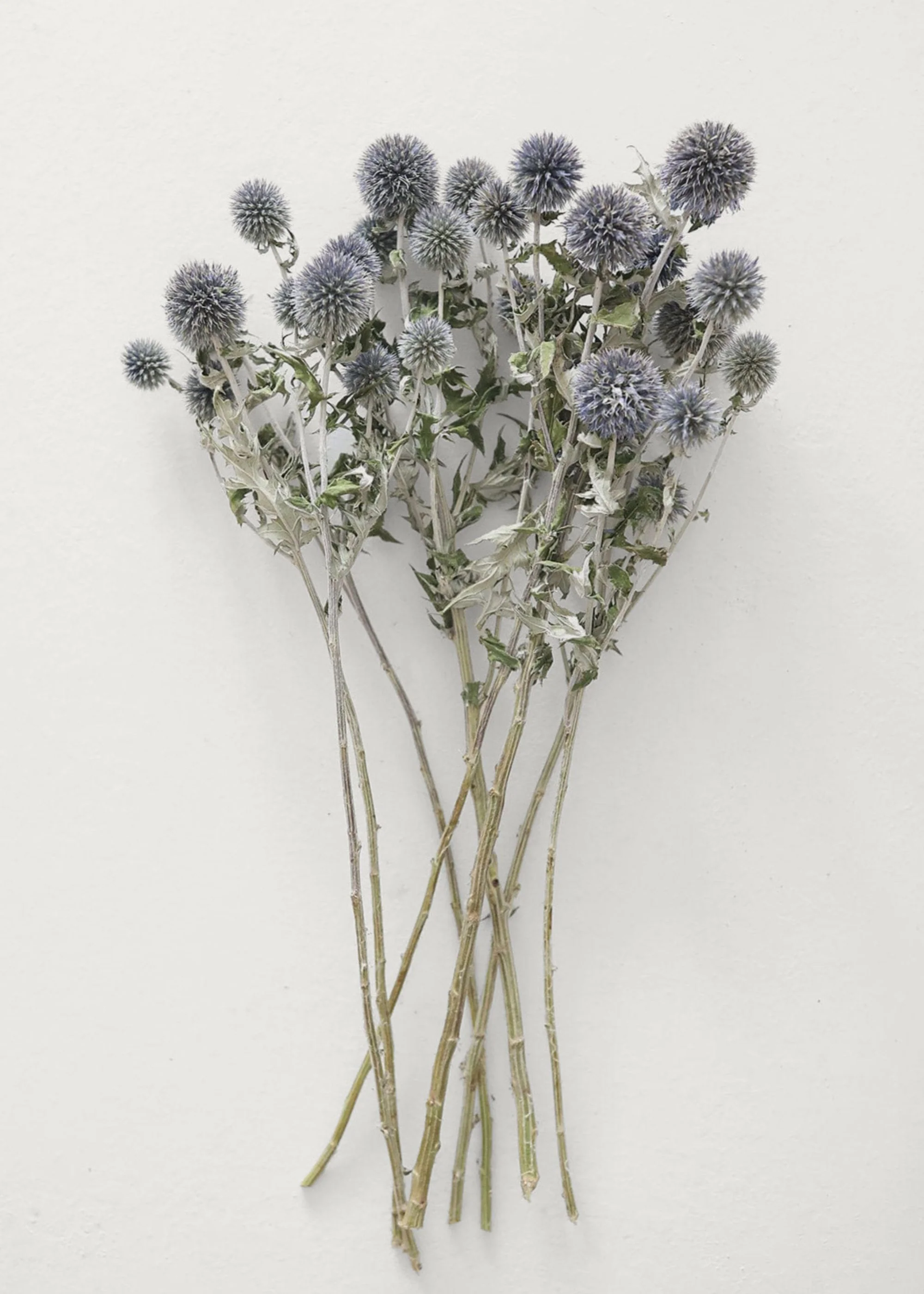 Everyday Best-Selling Artificial Plants and Dried Grasses